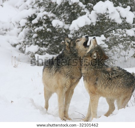 Alpha Male an Female Grey Wolf Courting