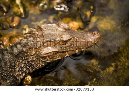Musky Caiman with Head out of Water