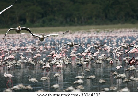 White Pelican fly past flocks of feeding Lesser Flamingos