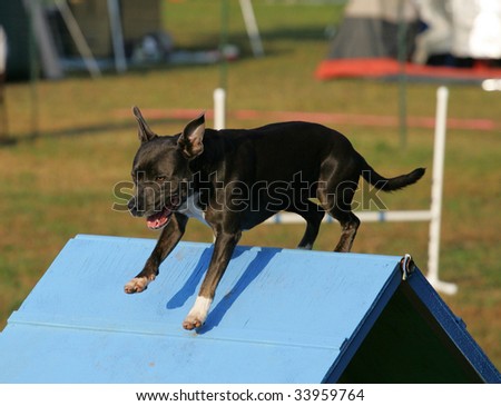 Agility dog clears A-Frame in Competition