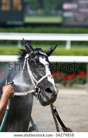 ELMONT, NY- JULY 25: Living Out a Dream gets a cool shower after the forth race at Belmont Park- July 25, 2009 in Elmont, NY.