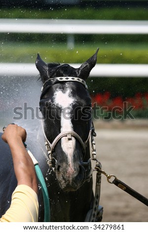 ELMONT, NY- JULY 25: Living Out a Dream gets a cool shower after the forth race at Belmont Park- July 25, 2009 in Elmont, NY.