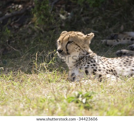 Cheetah in the Shade in the Heat of the Noon Sun