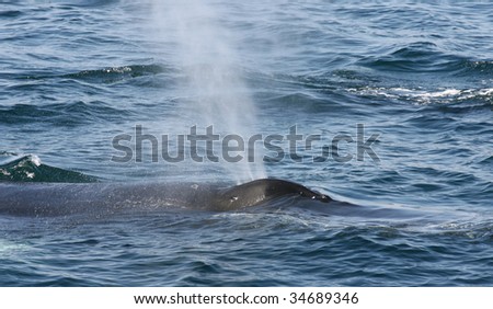 Water Spout from Surfacing Humpback Whale