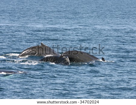 Three Humpback Whales Diving