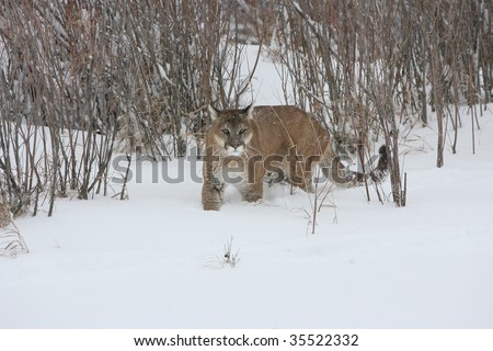 Mountain Lion Stalking Prey during Snow Storm