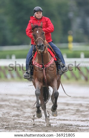 SARATOGA SPRINGS, NY- AUGUST 29: Outrider gallops to watch the field in the post parade for the Kings Bishop Stakes at Saratoga Race Track, August 29, 2009 in Saratoga Springs, NY.