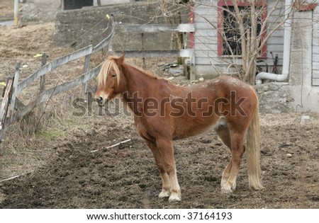 Old Horse in muddy barn yard