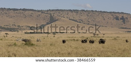Zebra and Cape Buffalo with Escarpment in Background