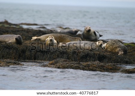 Gray Seals hauled out on see weed covered rocks