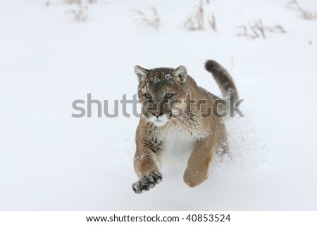 Mountain Lion running in snow
