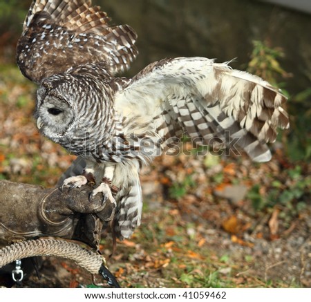 Barred owl on Falconers Glove