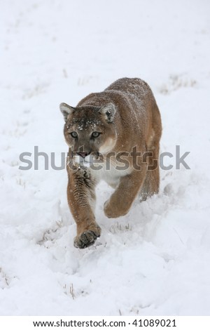 Mountain Lion running in snow