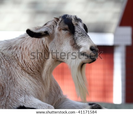 Old Goat in a farm yard