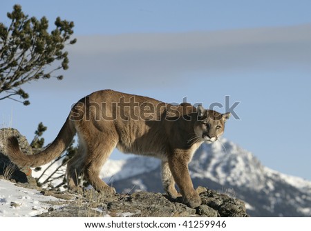 Mountain Lion looking over Valley