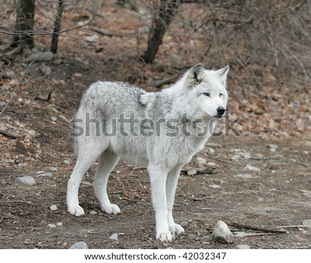 Grey wolf standing on alert
