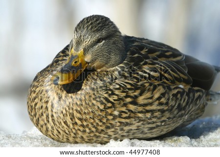 Ducks Sleeping