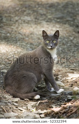 Grey cat resting in shade on hot summer day