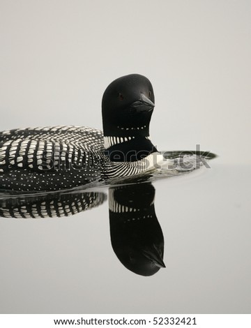 common loon in flight. Common Loon swimming on