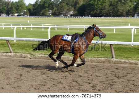 SARATOGA SPRINGS, NEW YORK - JUNE 5: A run away horse lost his rider at the Oklahoma Training Track on June 5, 2011 in Saratoga Springs, NY
