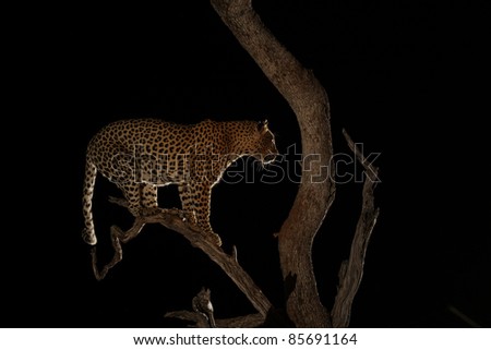 African Leopard in Tree at night using flash