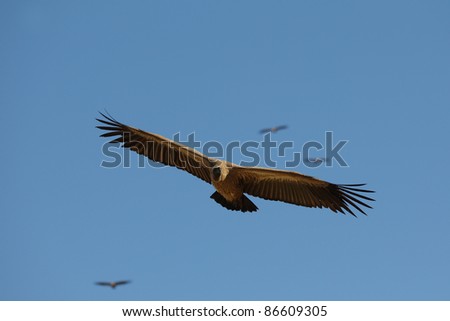 White-backed Vulture flying in Kruger National park, South Africa