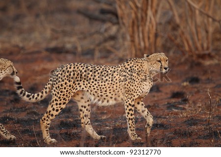 Wild african cheetah walking in recent burned area of Kruger National Park