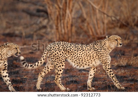 Wild african cheetah walking in recent burned area of Kruger National Park