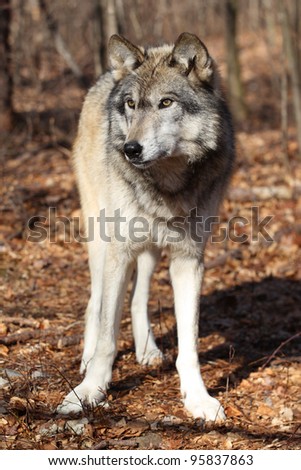 North American gray Wolf