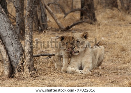 Female Lion and cub