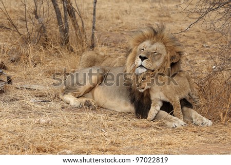 Male lion and cub