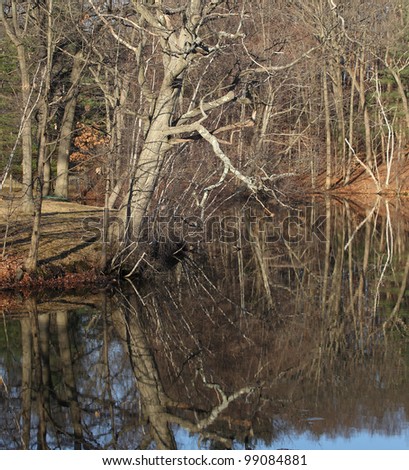Morning tree reflection in still pond water