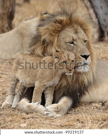 Male Lion with cub