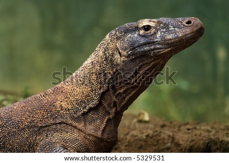 komodo dragon or monitor lizard