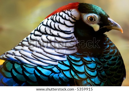http://image.shutterstock.com/display_pic_with_logo/98165/98165,1189868438,1/stock-photo-lady-amherst-pheasant-5359915.jpg