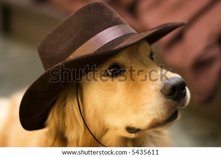 golden retriever dog with cowboy hat