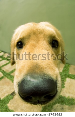 close up of cute doggy golden retriever photographed using fish eye lens