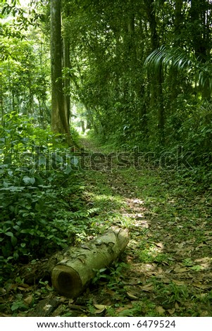 wide shot photo of a walking path in the tropical forest or jungle
