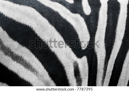 photo of zebra skin fur texture