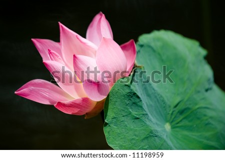 stock photo red lotus flower