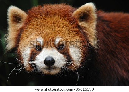 red panda close up