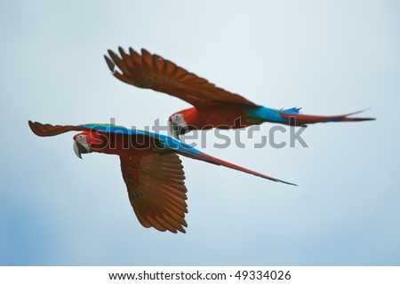 two macaws flying in the sky