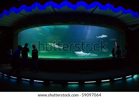 silhouette people watch shark inside big aquarium