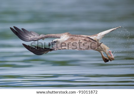 sea eagle with food in his talon flying really fast