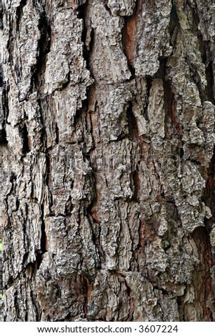 Vertically composed, frame filling photograph of the bark of a southern pine tree.