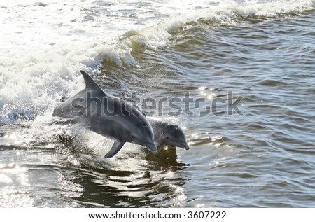 A mother dolphin and her calf jumping out of the water together.