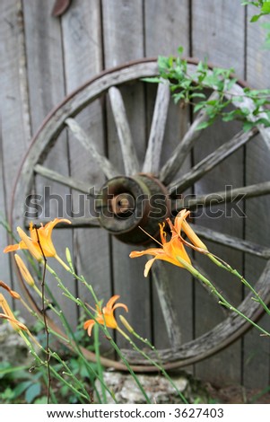 Orange lilies in front of an old wagon wheel leaning against an old barn wall. Focus is on the flowers with the wheel slightly out of focus in the background.