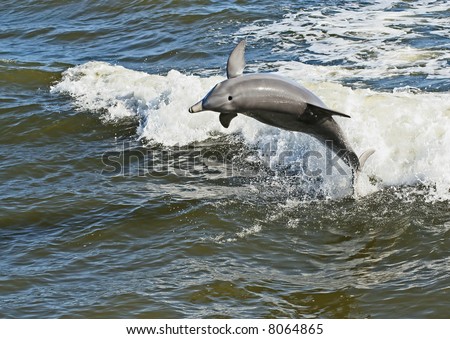 A dolphin jumping out of the water.