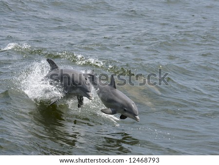 A mother dolphin jumping out of the water with her calf.