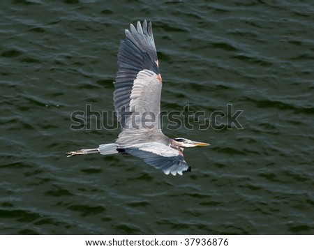 A Heron flying over the water at the Alabama gulf coast.